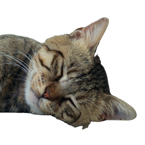 Close Up Of A Cute Tabby Kitten Sleeping Soundly On A Shelf, Showcasing Its Whiskers And Fur. 18611 - Cat PNG image with transparent background